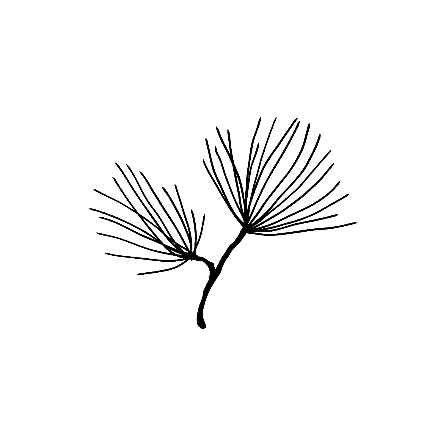 Abdruck Stempel Pinien-/Kiefernzweig, 20 mm