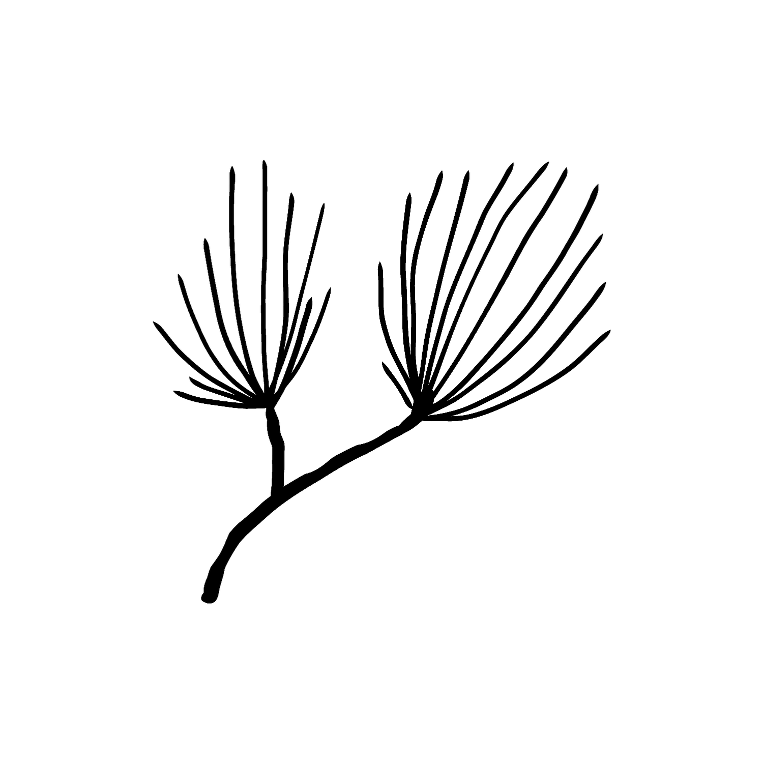 Abdruck Stempel Pinien-/Kiefernzweig, 35 mm
